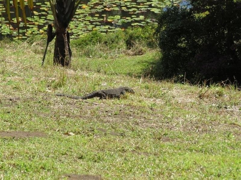 361 South Pumpenbil Road, Tyalgum NSW 2484