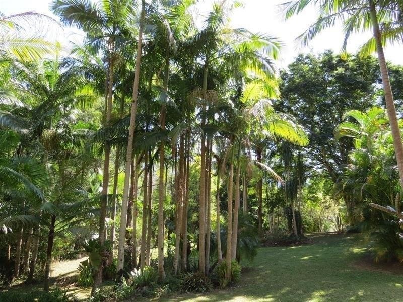 361 South Pumpenbil Road, Tyalgum NSW 2484