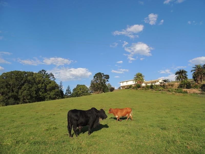 1279 Kyogle Road, Uki NSW 2484