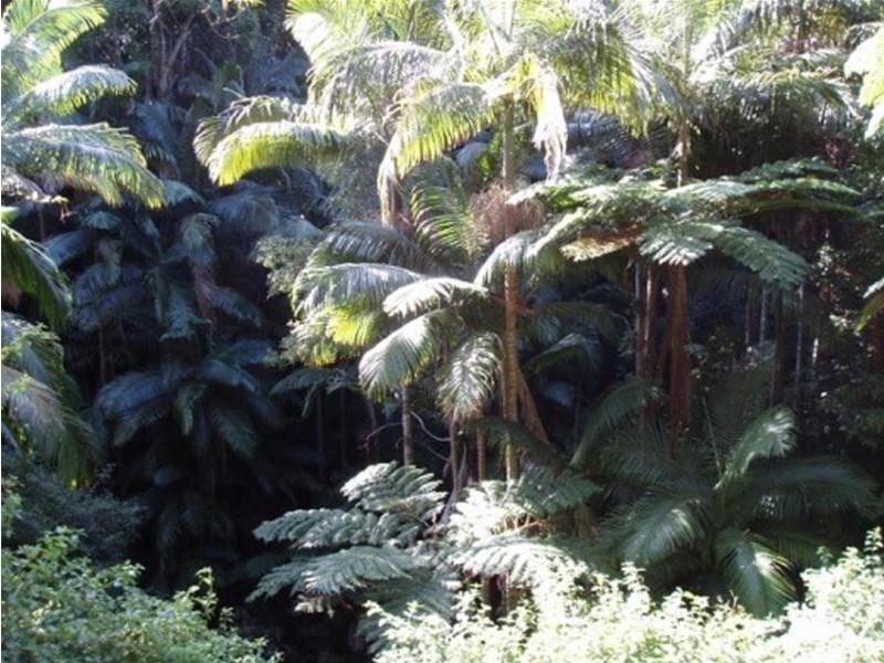 497 Mount Warning Road, Mount Warning NSW 2484