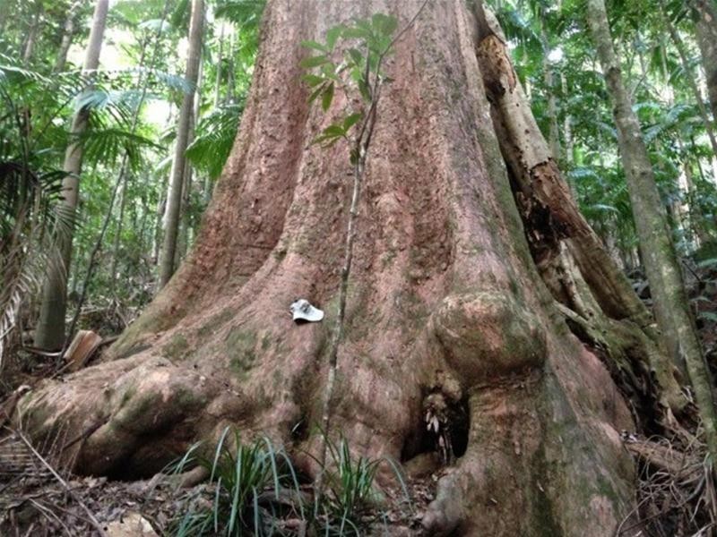 497 Mount Warning Road, Mount Warning NSW 2484