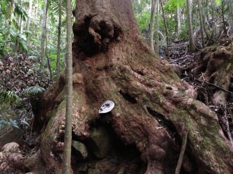 497 Mount Warning Road, Mount Warning NSW 2484