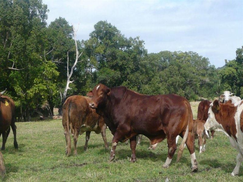 8 Alroys Lane, Stokers Siding NSW 2484