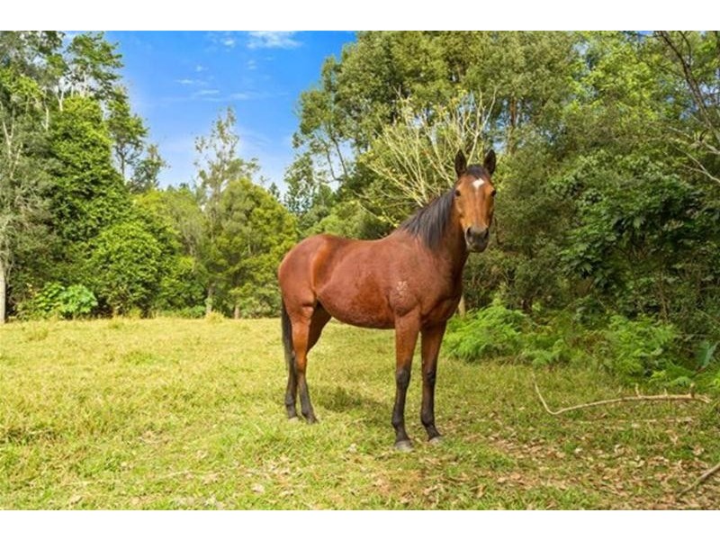 1799 Numinbah Road, Numinbah NSW 2484