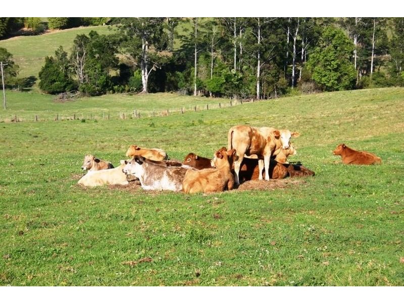 4358 Kyogle Road, Wadeville NSW 2474