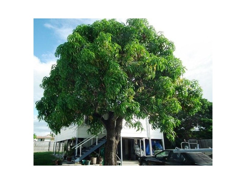 66 Livingstone Street, Bowen QLD 4805