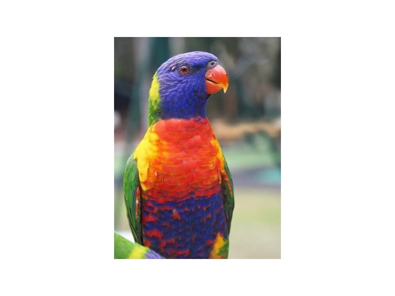 Lot/61 Lorikeet Crescent, Bowen QLD 4805