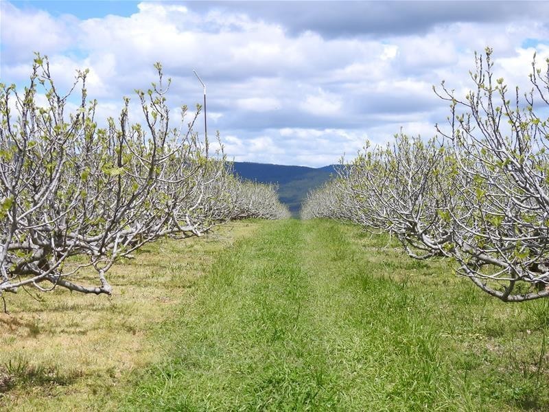 Bradley Road, Borenore NSW 2800