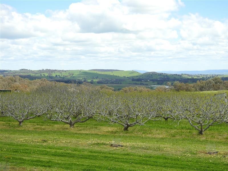 Bradley Road, Borenore NSW 2800