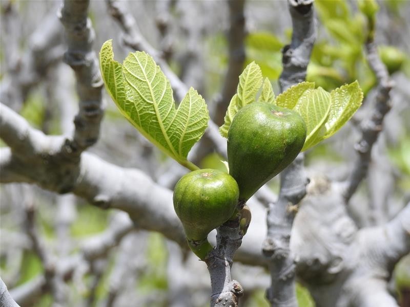 Bradley Road, Borenore NSW 2800