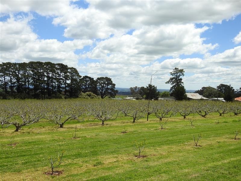 Bradley Road, Borenore NSW 2800