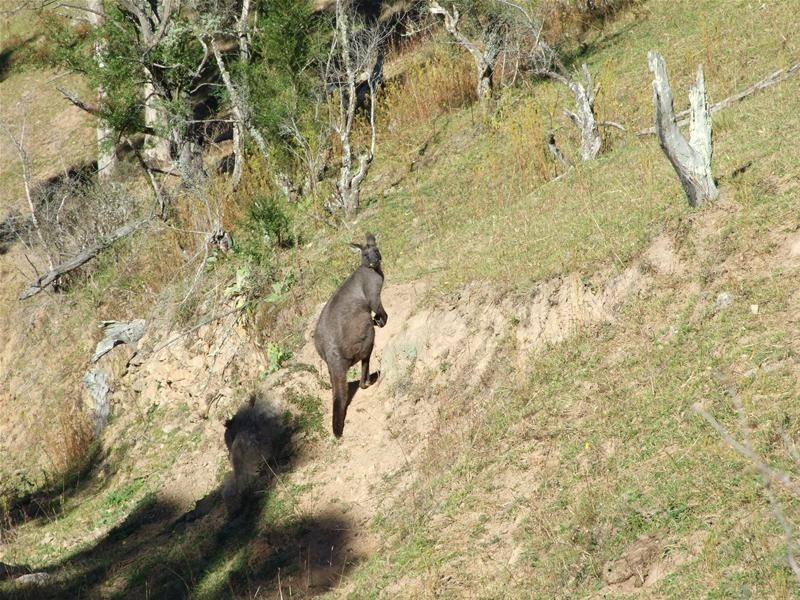 102 Cullenbenbong Road, Kanimbla NSW 2790