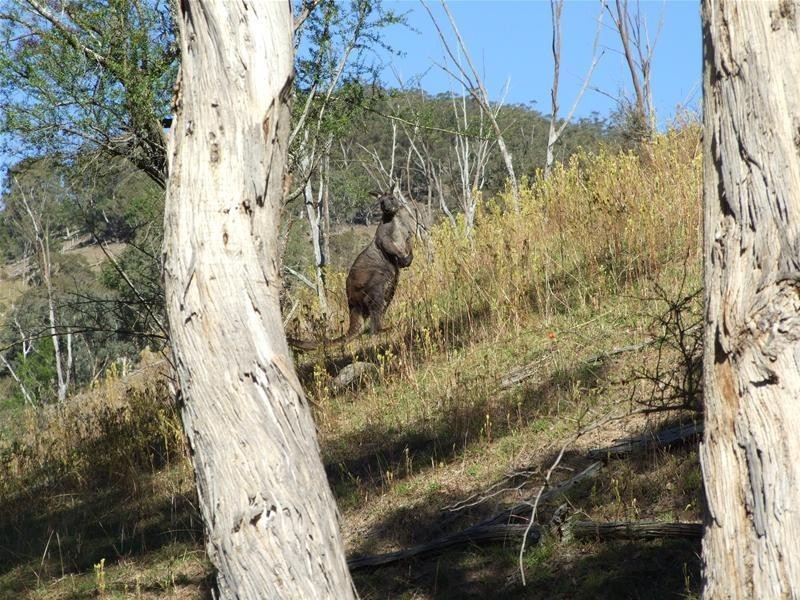 102 Cullenbenbong Road, Kanimbla NSW 2790