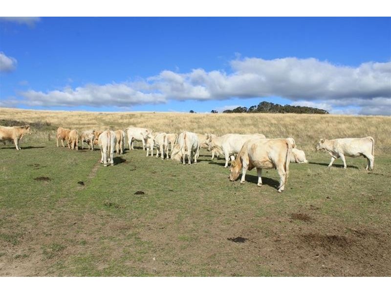 1534 Carcoar Road, Carcoar NSW 2791