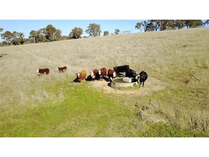 267 Grove Creek Road, Trunkey Creek NSW 2795