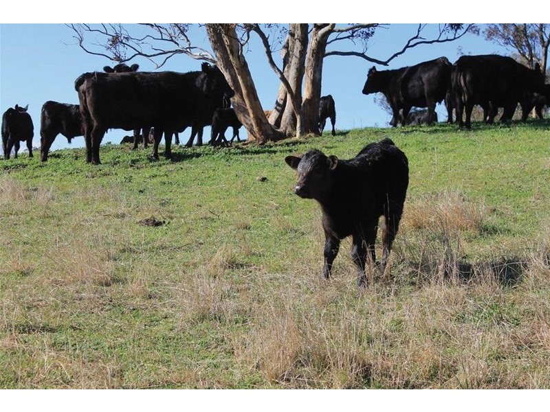 1739 Ganbenang Road, Kanimbla NSW 2790