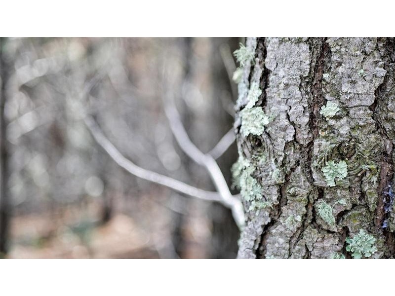 Lots 3 & 49/144 Redbank Road, Triangle Flat NSW 2795