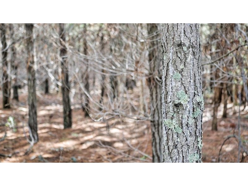 Lots 3 & 49/144 Redbank Road, Triangle Flat NSW 2795