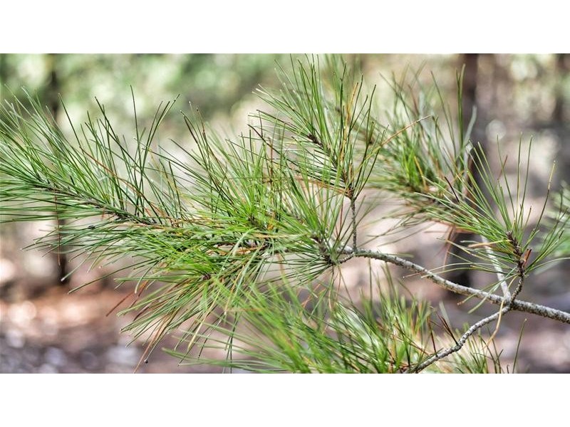 Lots 3 & 49/144 Redbank Road, Triangle Flat NSW 2795