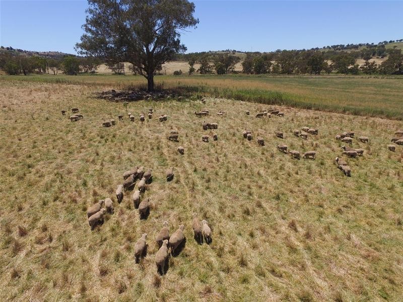 353 Yellow Box Road, Manildra NSW 2865