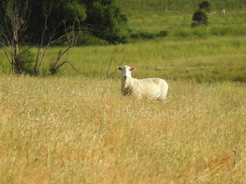 1292 Rockley Road, Fosters Valley NSW 2795