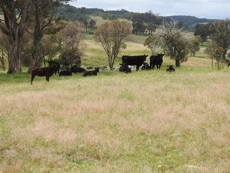 510 Hilltop Lane, Garland NSW 2797