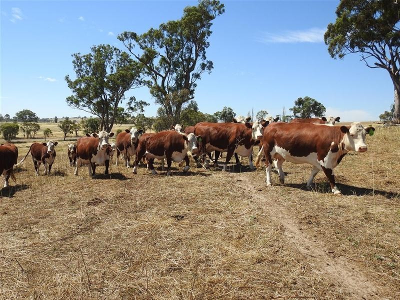 1554 Mid Western Highway, Evans Plains NSW 2795