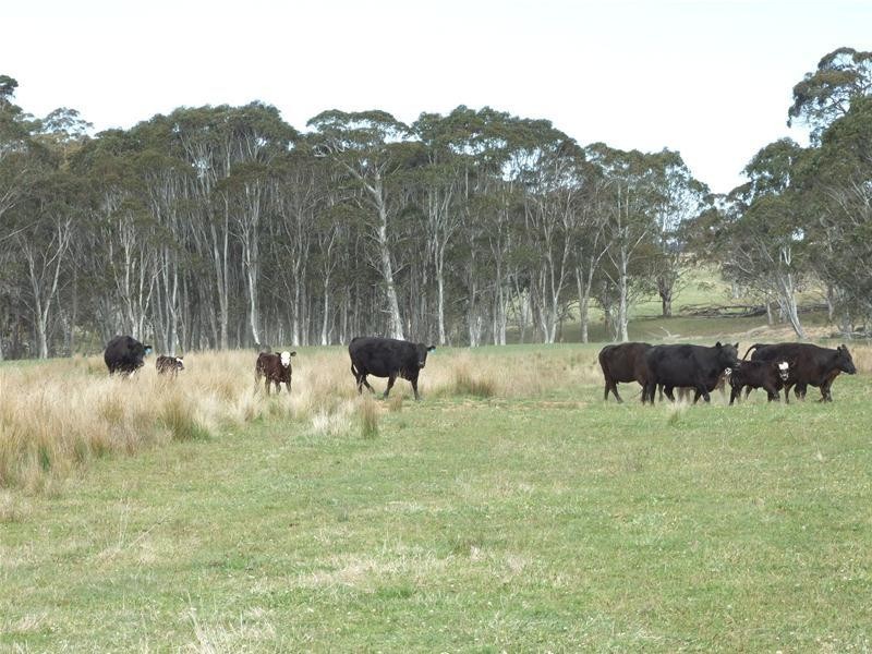 23 Sheepstation Forest Road, Oberon NSW 2787