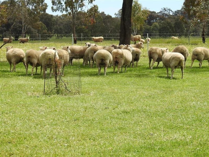 47 The Glen Road, Molong NSW 2866