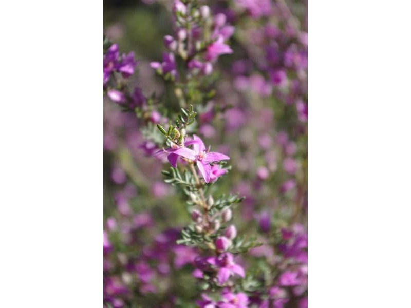 67 Rapisarda  Lane, Stanthorpe QLD 4380