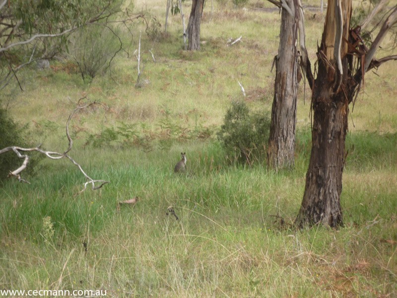 Wylie Creek Road, Stanthorpe QLD 4380