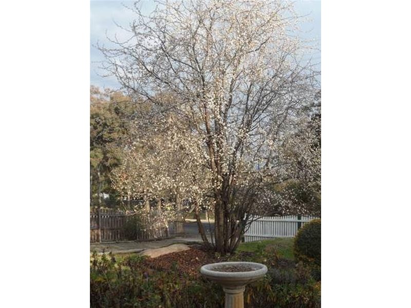 56 Greenup Street, Stanthorpe QLD 4380