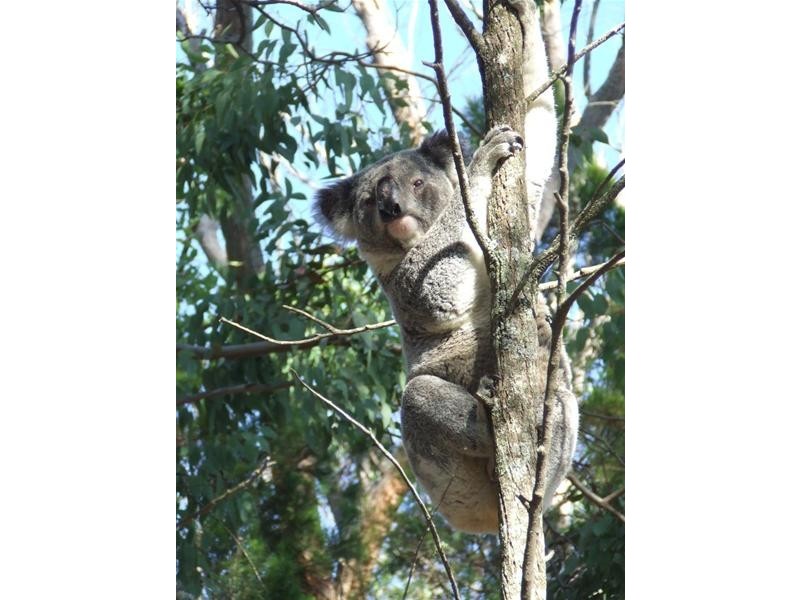 85 Swans Lane, Stanthorpe QLD 4380