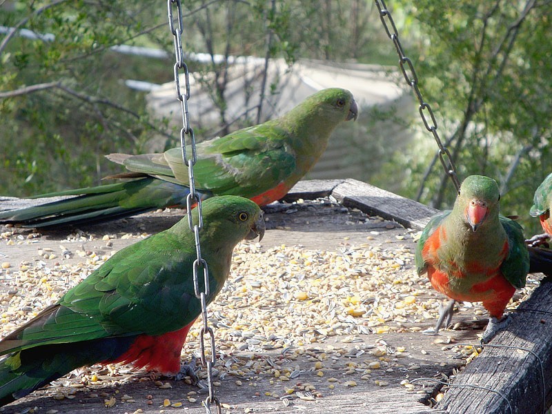 79 Lees Mountain Road, Stanthorpe QLD 4380