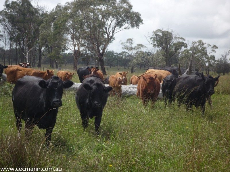 62 Glen Niven  Road, Stanthorpe QLD 4380