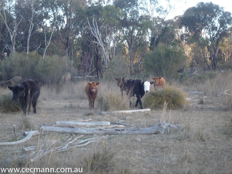 775 Amiens Road, Stanthorpe QLD 4380