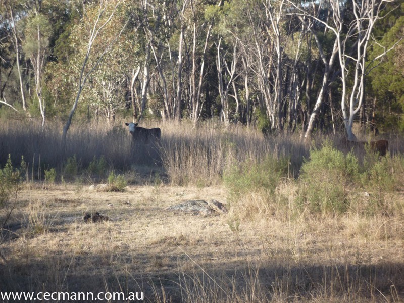 775 Amiens Road, Stanthorpe QLD 4380