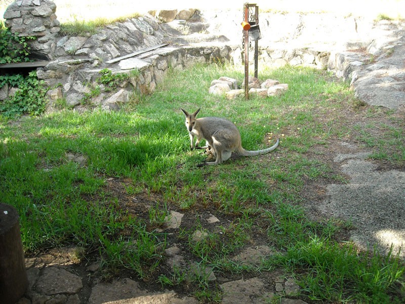 1121 Pyramids Road, Stanthorpe QLD 4380