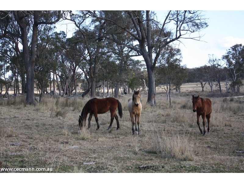 632 Amosfield Road, Stanthorpe QLD 4380