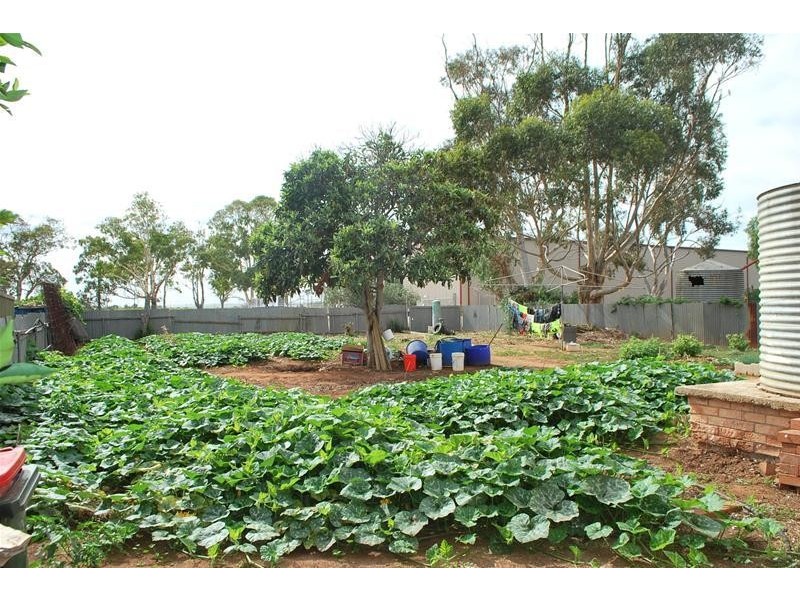 38 Phineas Street, Virginia SA 5120