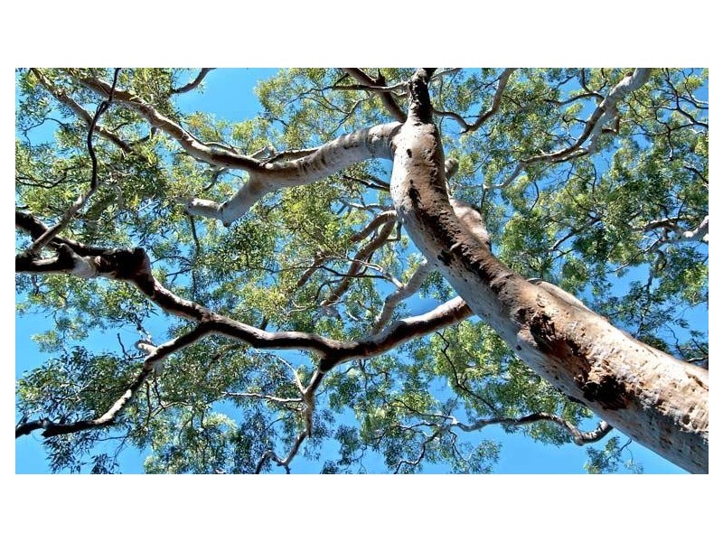 Lot 3 Treetops Estate, Lyndoch SA 5351