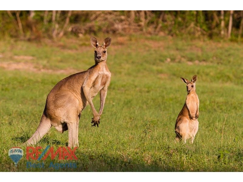 Lot 3 Treetops Estate, Lyndoch SA 5351