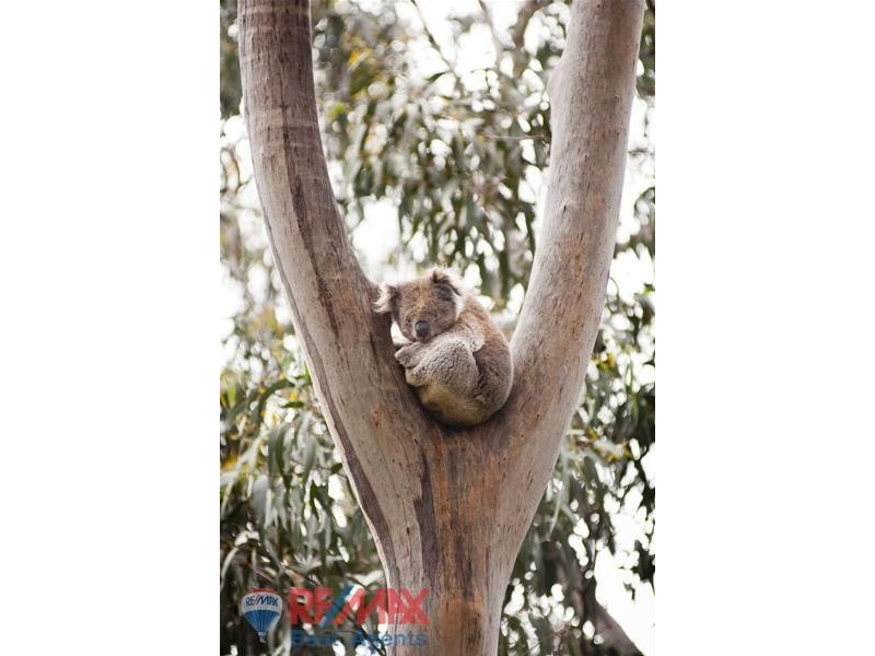 Lot 5 Treetops Estate, Lyndoch SA 5351