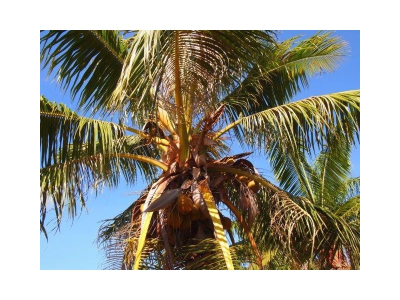 57A Guy Street, Broome WA 6725