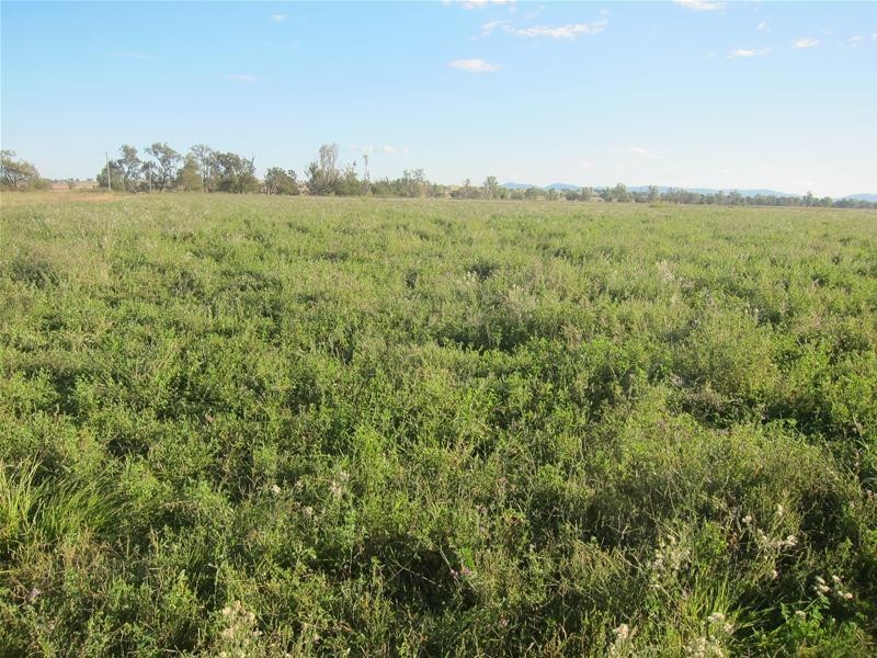 173 Lower Somerton Road, Attunga NSW 2345