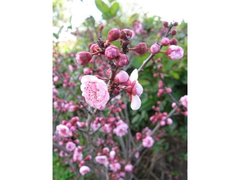 6 Wongalea Drive, Lara VIC 3212