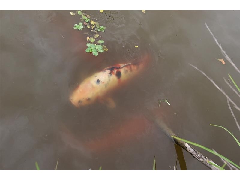 21 Brooks Street, Kurri Kurri NSW 2327