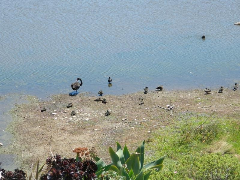 4 Pieris Court, Portarlington VIC 3223