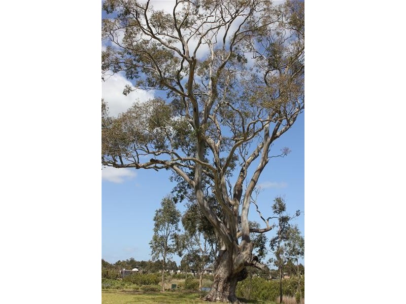 5 Cafardi Boulevard, Keysborough VIC 3173