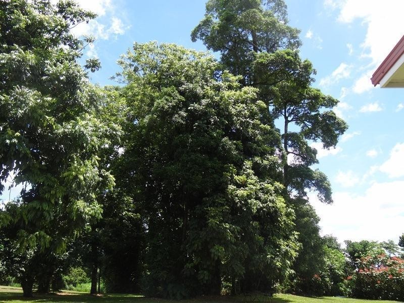 729 Palmerston Hyway Road, Palmerston QLD 4860